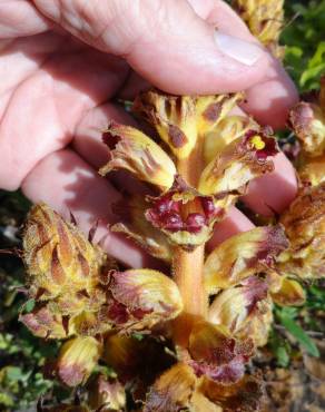 Fotografia 3 da espécie Orobanche gracilis no Jardim Botânico UTAD