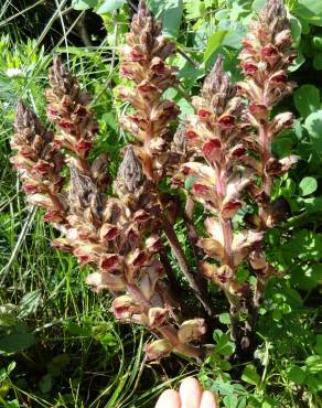 Fotografia 4 da espécie Orobanche gracilis no Jardim Botânico UTAD