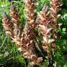 Fotografia 4 da espécie Orobanche gracilis do Jardim Botânico UTAD