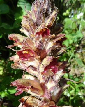 Fotografia 5 da espécie Orobanche gracilis no Jardim Botânico UTAD