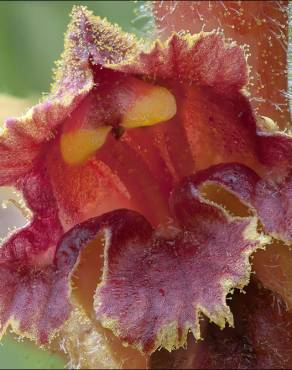 Fotografia 6 da espécie Orobanche gracilis no Jardim Botânico UTAD