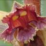 Fotografia 6 da espécie Orobanche gracilis do Jardim Botânico UTAD