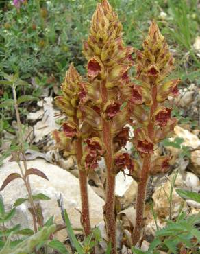 Fotografia 1 da espécie Orobanche gracilis no Jardim Botânico UTAD