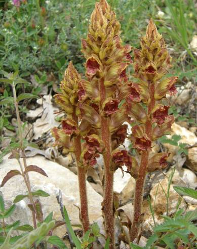 Fotografia de capa Orobanche gracilis - do Jardim Botânico