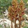 Fotografia 1 da espécie Orobanche gracilis do Jardim Botânico UTAD