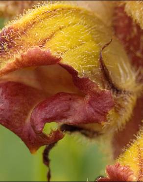 Fotografia 7 da espécie Orobanche gracilis no Jardim Botânico UTAD