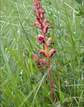 Fotografia 8 da espécie Orobanche gracilis no Jardim Botânico UTAD