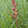 Fotografia 8 da espécie Orobanche gracilis do Jardim Botânico UTAD