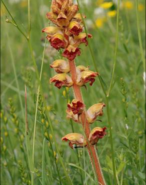 Fotografia 9 da espécie Orobanche gracilis no Jardim Botânico UTAD