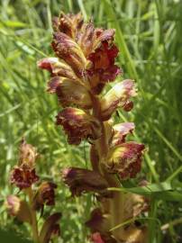 Fotografia da espécie Orobanche gracilis