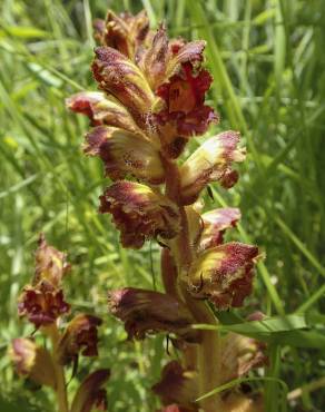 Fotografia 10 da espécie Orobanche gracilis no Jardim Botânico UTAD