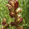 Fotografia 10 da espécie Orobanche gracilis do Jardim Botânico UTAD