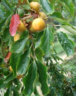 Fotografia 9 da espécie Diospyros kaki no Jardim Botânico UTAD