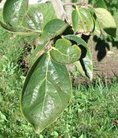 Fotografia da espécie Diospyros kaki