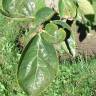 Fotografia 10 da espécie Diospyros kaki do Jardim Botânico UTAD