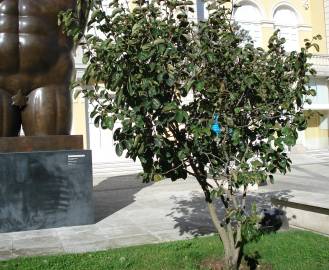 Fotografia da espécie Diospyros kaki