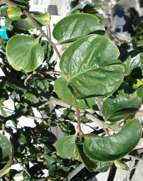 Fotografia 12 da espécie Diospyros kaki no Jardim Botânico UTAD