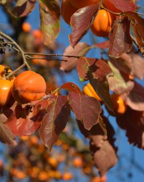 Fotografia 13 da espécie Diospyros kaki no Jardim Botânico UTAD