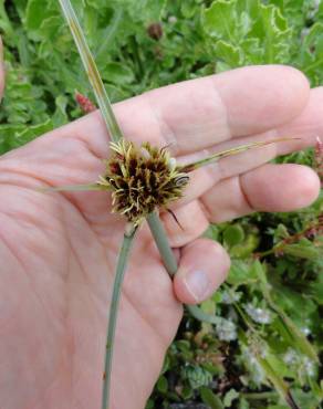 Fotografia 4 da espécie Cyperus capitatus no Jardim Botânico UTAD