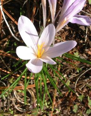 Fotografia 12 da espécie Crocus serotinus subesp. serotinus no Jardim Botânico UTAD