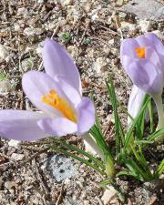 Fotografia da espécie Crocus serotinus