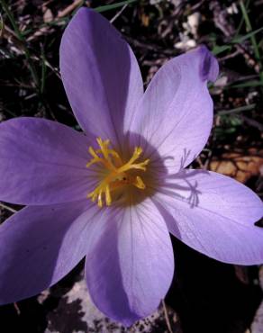 Fotografia 13 da espécie Crocus serotinus subesp. serotinus no Jardim Botânico UTAD