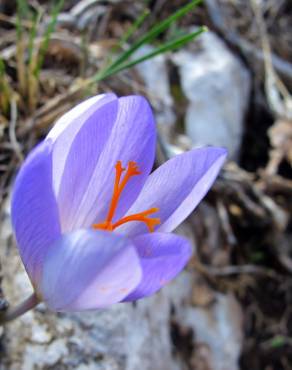 Fotografia 14 da espécie Crocus serotinus subesp. serotinus no Jardim Botânico UTAD