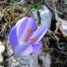 Fotografia 14 da espécie Crocus serotinus subesp. serotinus do Jardim Botânico UTAD