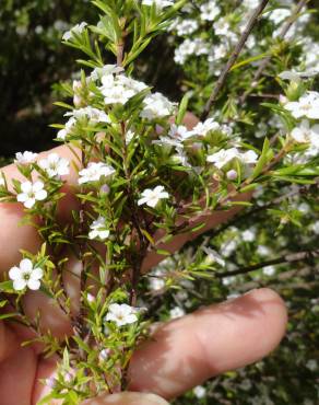 Fotografia 4 da espécie Diosma hirsuta no Jardim Botânico UTAD