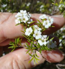 Fotografia da espécie Diosma hirsuta