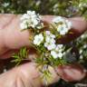 Fotografia 5 da espécie Diosma hirsuta do Jardim Botânico UTAD