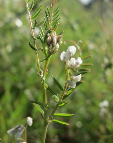 Fotografia de capa Vicia hirsuta - do Jardim Botânico