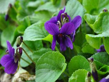 Fotografia da espécie Viola odorata