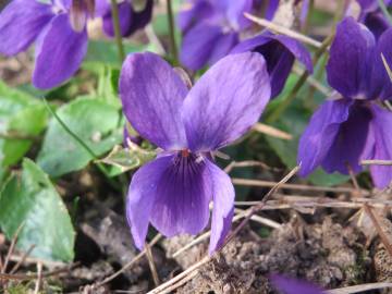 Fotografia da espécie Viola odorata