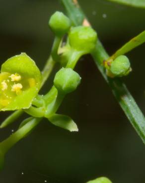 Fotografia 5 da espécie Osyris alba no Jardim Botânico UTAD