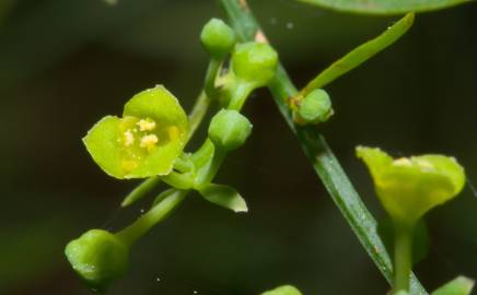 Fotografia da espécie Osyris alba