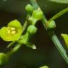 Fotografia 5 da espécie Osyris alba do Jardim Botânico UTAD