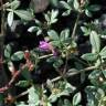 Fotografia 3 da espécie Fagonia cretica do Jardim Botânico UTAD