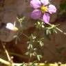Fotografia 8 da espécie Fagonia cretica do Jardim Botânico UTAD