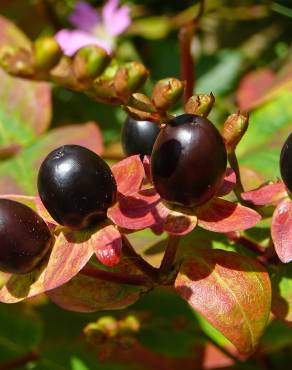 Fotografia 8 da espécie Hypericum androsaemum no Jardim Botânico UTAD