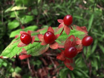 Fotografia da espécie Hypericum androsaemum