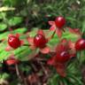 Fotografia 9 da espécie Hypericum androsaemum do Jardim Botânico UTAD