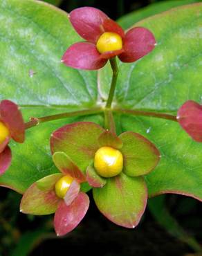 Fotografia 10 da espécie Hypericum androsaemum no Jardim Botânico UTAD