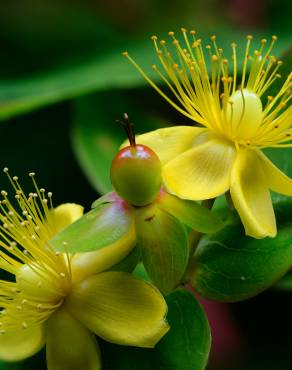 Fotografia 11 da espécie Hypericum androsaemum no Jardim Botânico UTAD