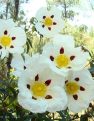 Cistus ladanifer subesp. ladanifer