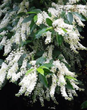 Fotografia 8 da espécie Prunus lusitanica subesp. lusitanica no Jardim Botânico UTAD