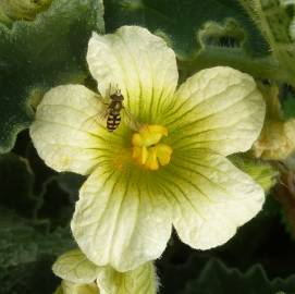 Fotografia da espécie Ecballium elaterium subesp. elaterium