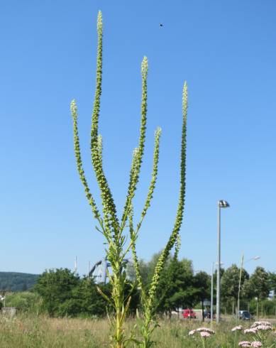 Fotografia de capa Reseda luteola - do Jardim Botânico