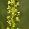 Fotografia 9 da espécie Reseda luteola do Jardim Botânico UTAD