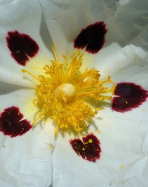 Fotografia 5 da espécie Cistus ladanifer subesp. ladanifer no Jardim Botânico UTAD